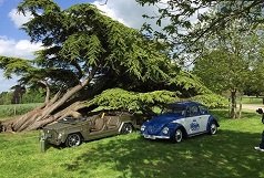 VW trekker and beetle image